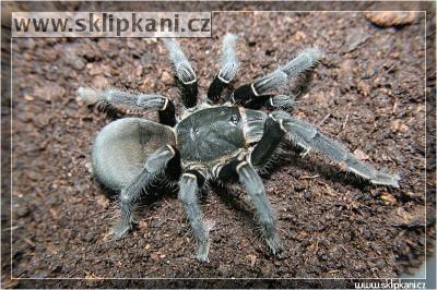 Haplopelma-sp.-Cambodgia